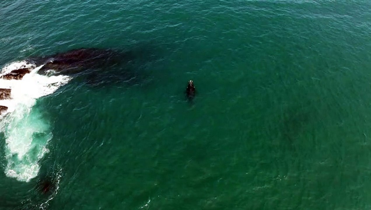 Whale