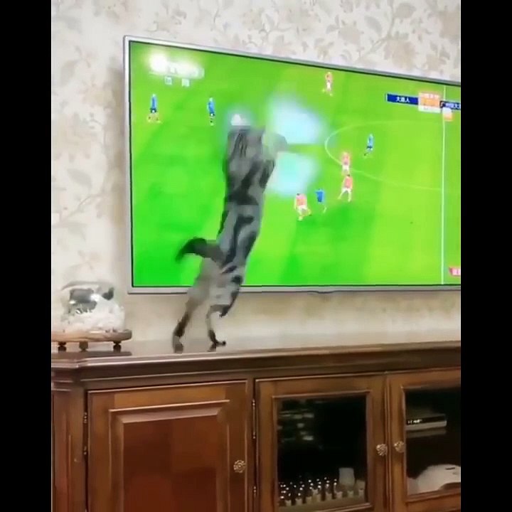 Funniest Cats  - Don't try to hold back Laughter  - Funny Cats Life_5