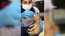Anne kedi, yavrularını doktora götürdü