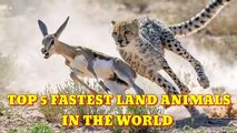 Top 5 Fastest Land Animals in the World