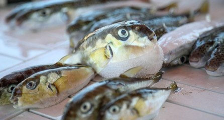 Balon balığı zehri, ağrı kesici ilaca dönüşüyor