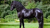 Top 5 Most Expensive Horse Breeds in the World 2020