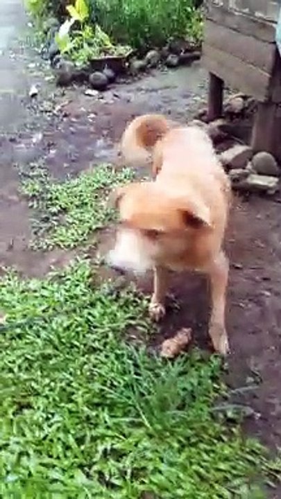 Teach Me how to Doggy