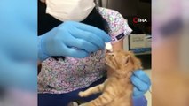 Anne kedi yavrularını doktora böyle götürdü