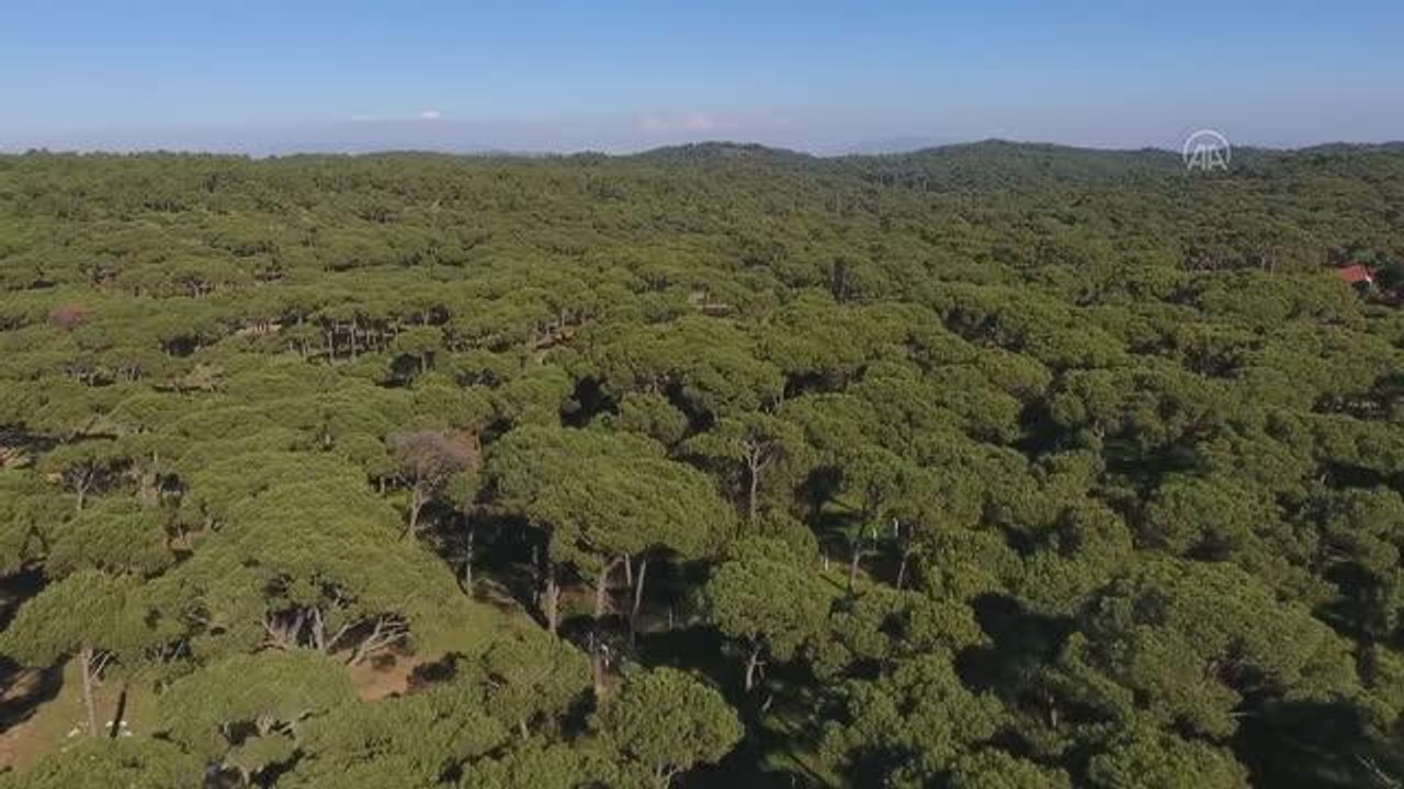 Devletten aldığı destekle işlerini büyüten çam fıstığı üreticisi, 30 milyon dolarlık ihracata ulaştı