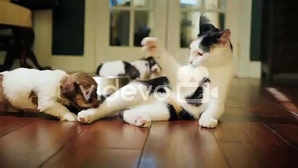 Cat and Dog