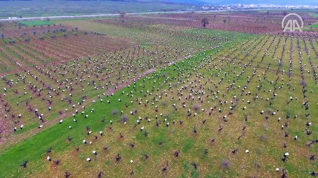 Göçmen leylekler Amanos Dağları'nın eteklerinde görsel şölen sundu