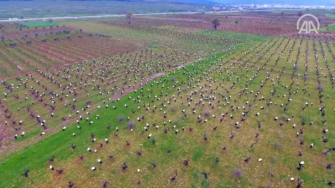 Göçmen leylekler Amanos Dağları'nın eteklerinde görsel şölen sundu