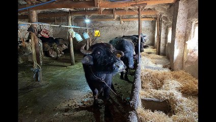 Ankara Büyükşehir Belediyesi'nden yetiştiricilere manda desteği: "Hemşehrilerimiz hesaplı ve doğal ürünlere ulaşabilecekler"