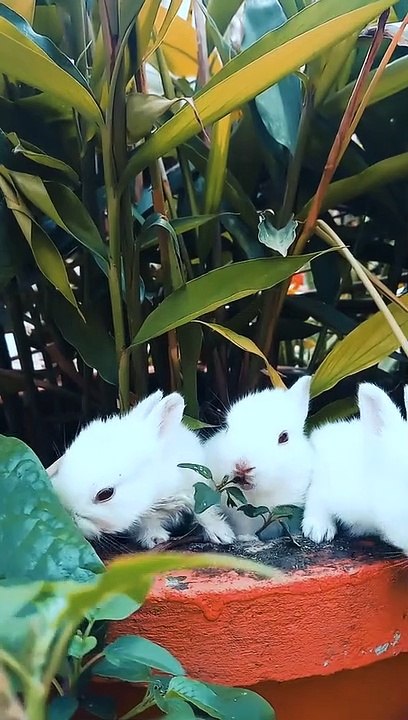 White RABBIT
