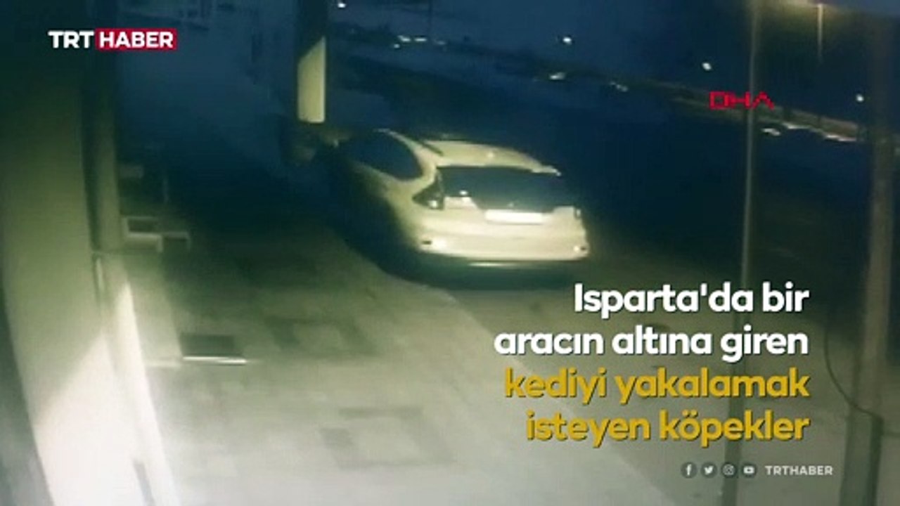 Köpekler, kediyi yakalamak için aracın çamurluğunu parçaladı