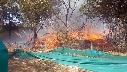 कचरे में आग लगाना पड़ा भारी, पेड़ भी जले