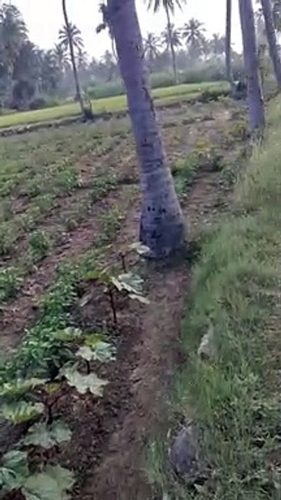 tree