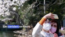 Les Japonais succombent aux cerisiers malgré les mises en garde sanitaires