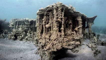 Van Gölü'nde yeni bir tür olan 'Küçük mercan' balığı keşfedildi