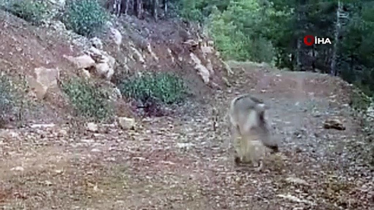 Burdur'da doğal yaşam fotokapanda
