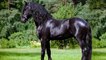 Top 5 Most Expensive Horse Breeds in the World 2020
