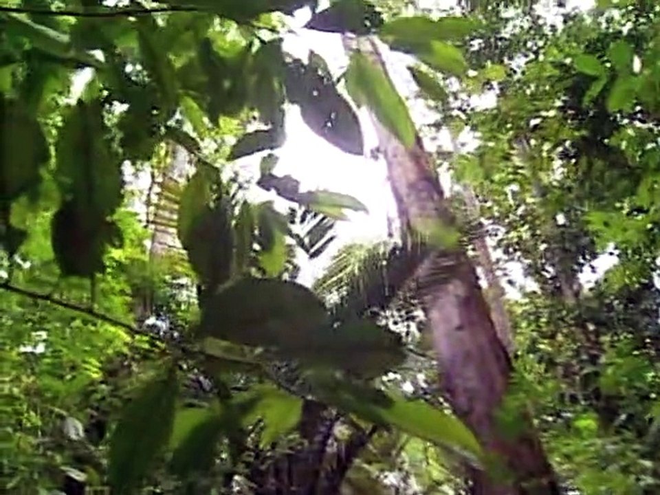 BOIS_DE_ROSE.mp4