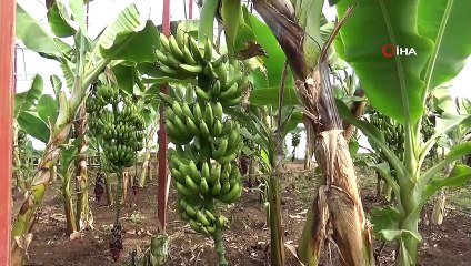 Hatay’da ilk muz hasadı yapıldı
