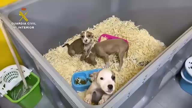 Detenidas en Toledo cinco personas por vender cachorros de perro enfermos