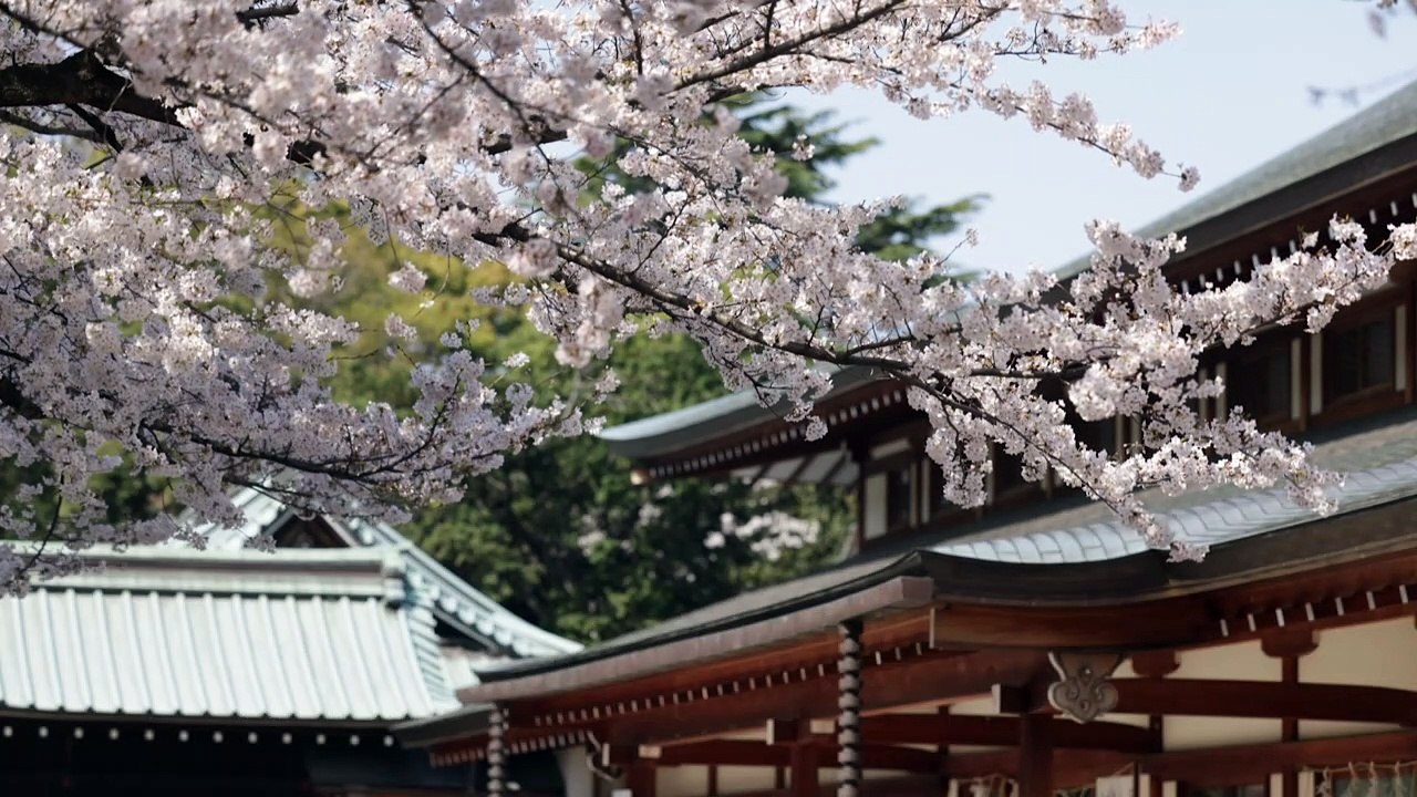 Kirschblüte verzückt bewohner in tokio