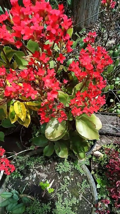 flowers..