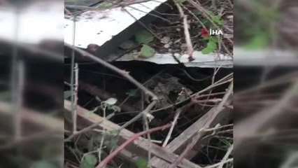 Boşaltılan domuz çiftliğinde insan kafatası bulundu