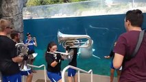 Animaux et musique - 7th Regiment Small Brass Ensemble Performs For Beluga Whale