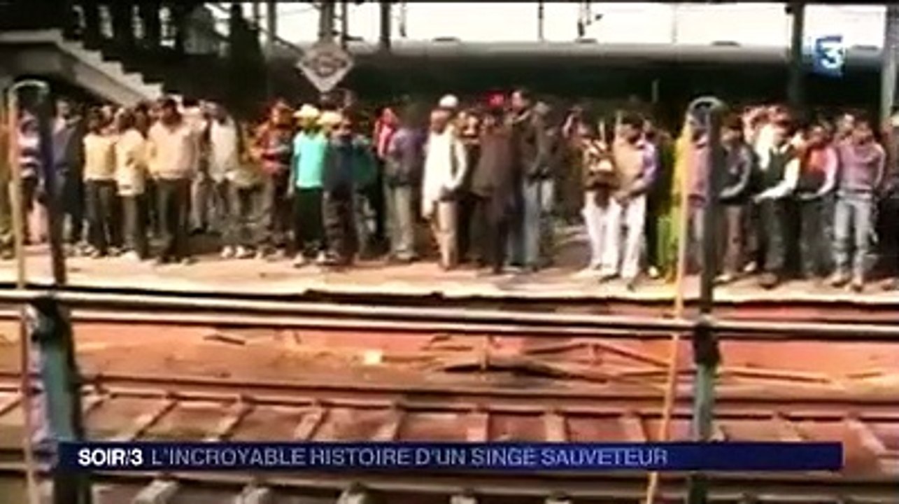 Incroyable : un singe réanime un autre singe