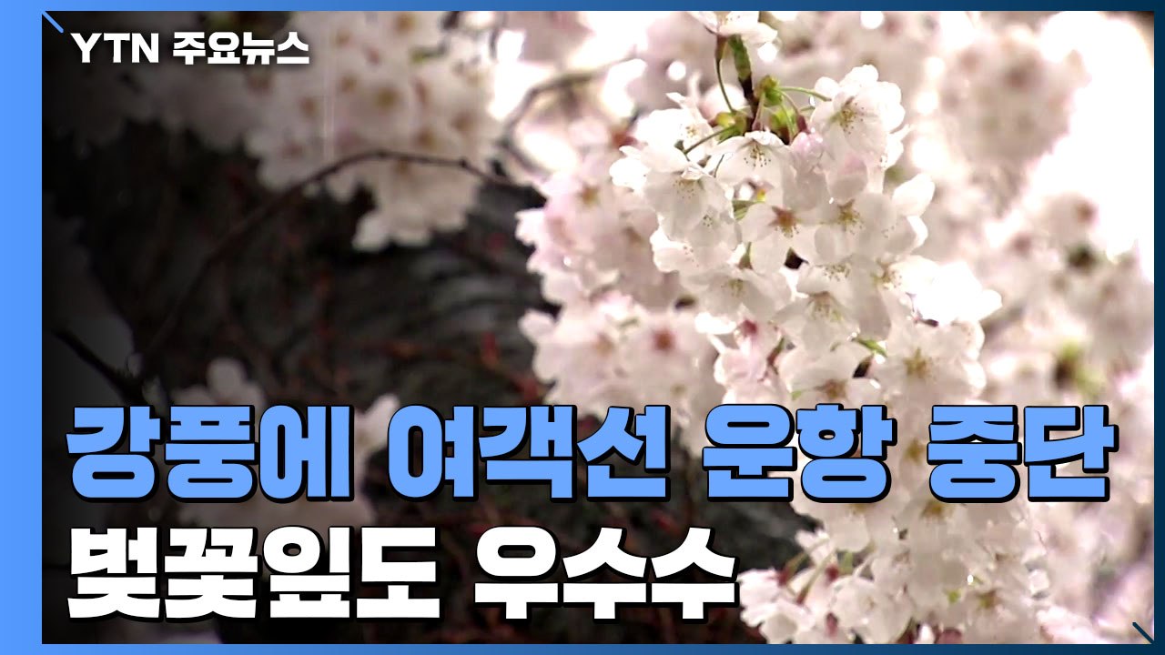 강풍에 여객선 운항 중단...벚꽃도 '우수수' / YTN