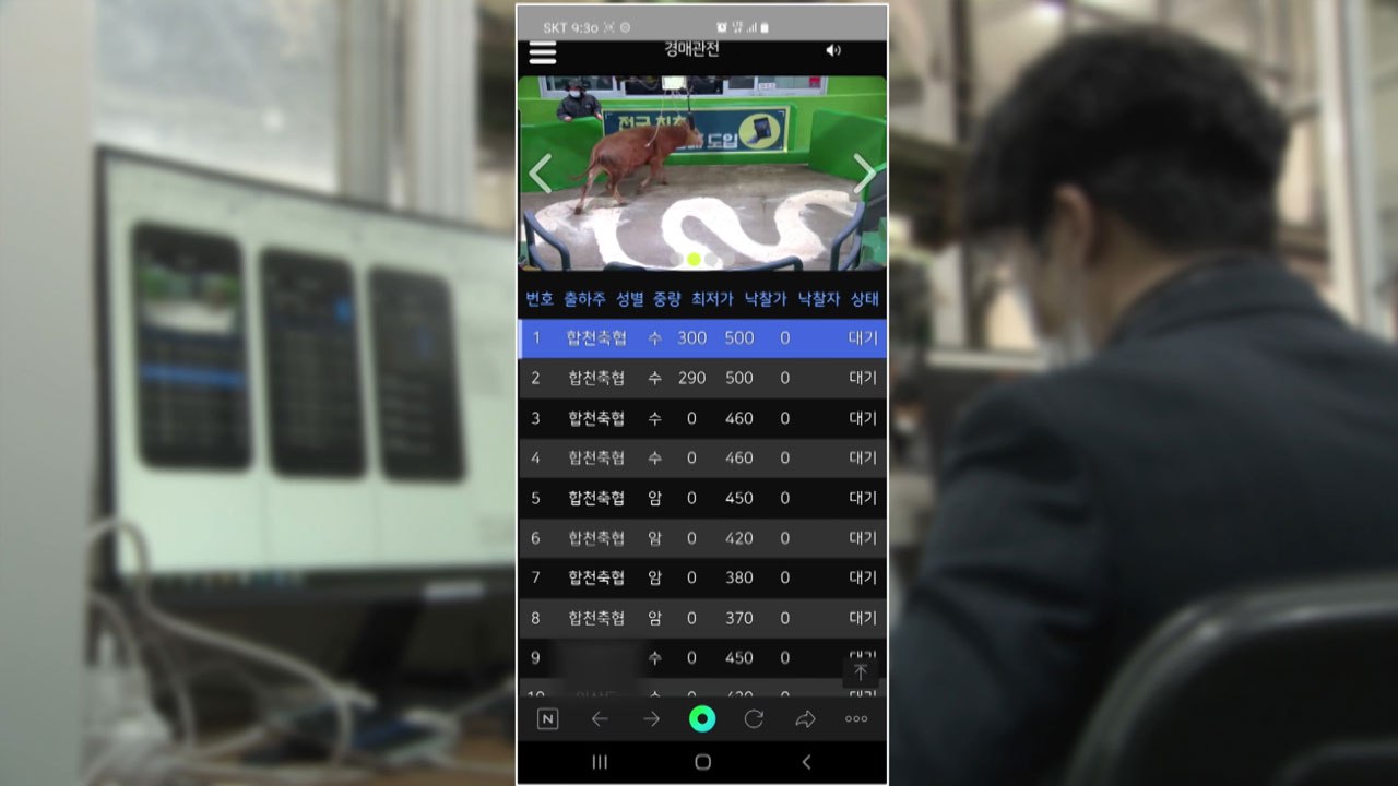 "스마트폰으로 한우 사세요"...우시장 비대면 전자 경매  도입 / YTN