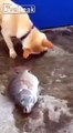 Un chien tente de sauver des poissons en leur jetant un peu d'eau.