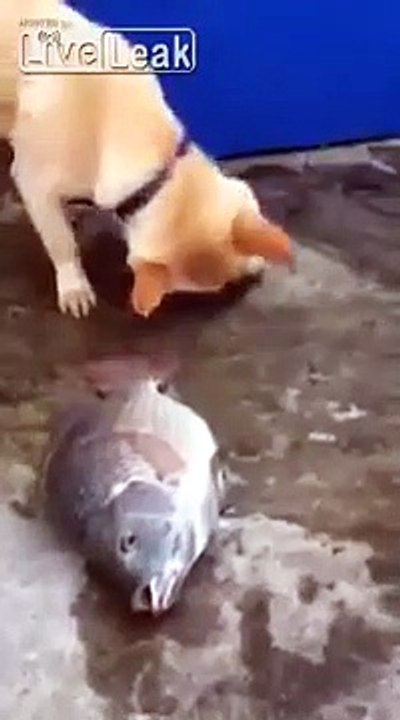 Un chien tente de sauver des poissons en leur jetant un peu d'eau.
