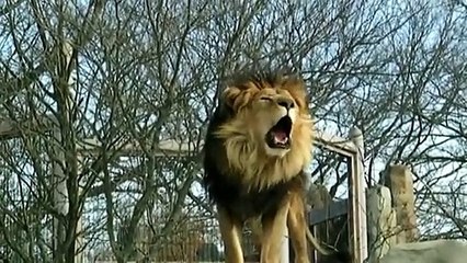 Lion qui dit "Allah"- (Lol)