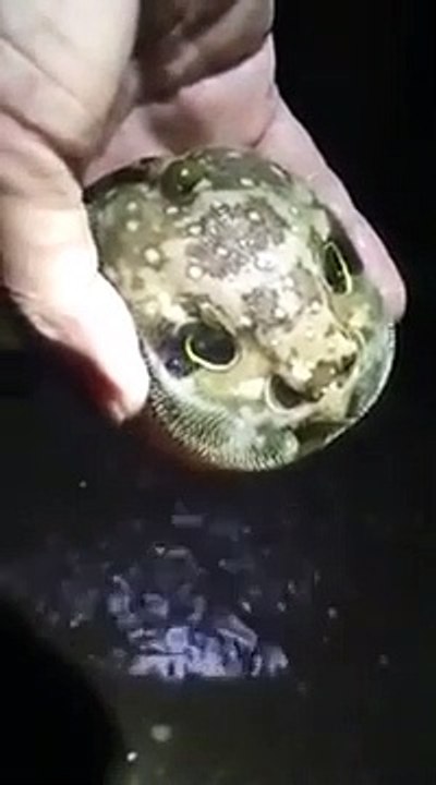 Un poisson qui se transforme en visage humain pour se camoufler !