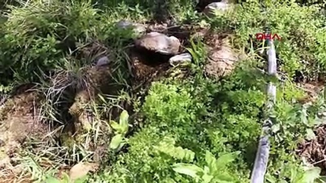 Kelebekler Vadisi'ndeki suyu 33 yıldır kullandıkları ortaya çıktı