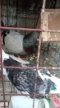 Pa tips & Subscribe po back ko kayo agad tulungan po tayo tips & subs salamat