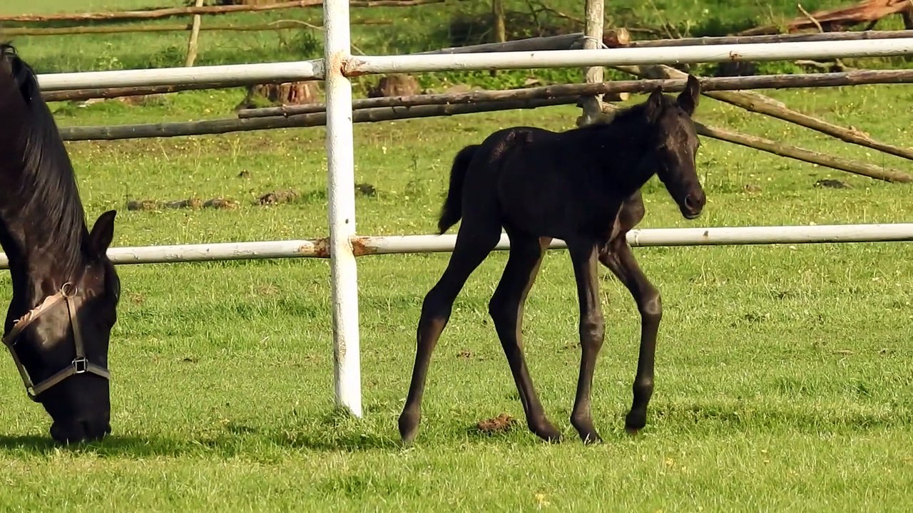 The Horse - 28797