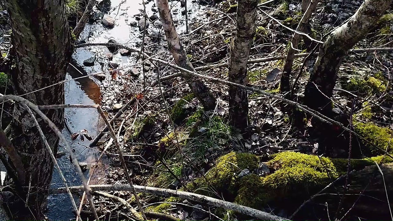Märzenbecher  (Spring snowflakes)