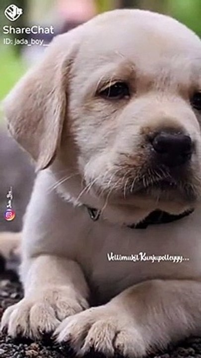 doggy