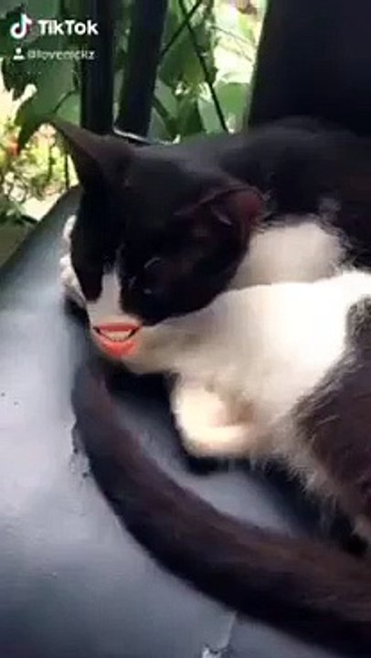 cat's tiktok