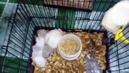 MEET MT CUTE HASMTER