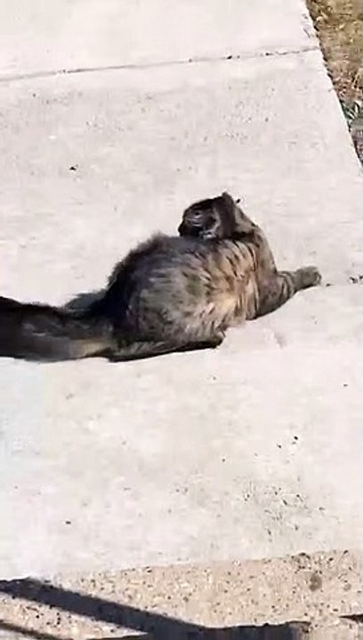 Cat Encounters 26 MPH Winds