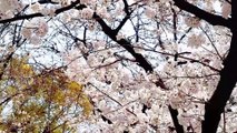 [Spring Scenery] Walk along the cherry blossom trees Scenery with Japanese Sakura