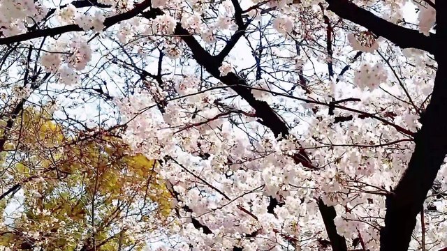 [Spring Scenery] Walk along the cherry blossom trees Scenery with Japanese Sakura