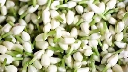 jasmine Benefits