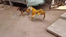 Funny Video Prank | Fake Tiger Prank With Dogs