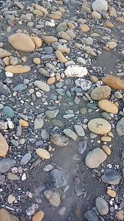 ILOG