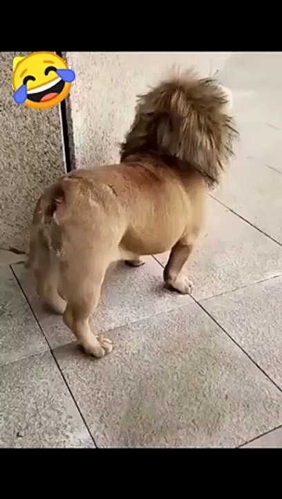 Funny dog video