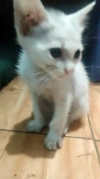 CuteCat☺️